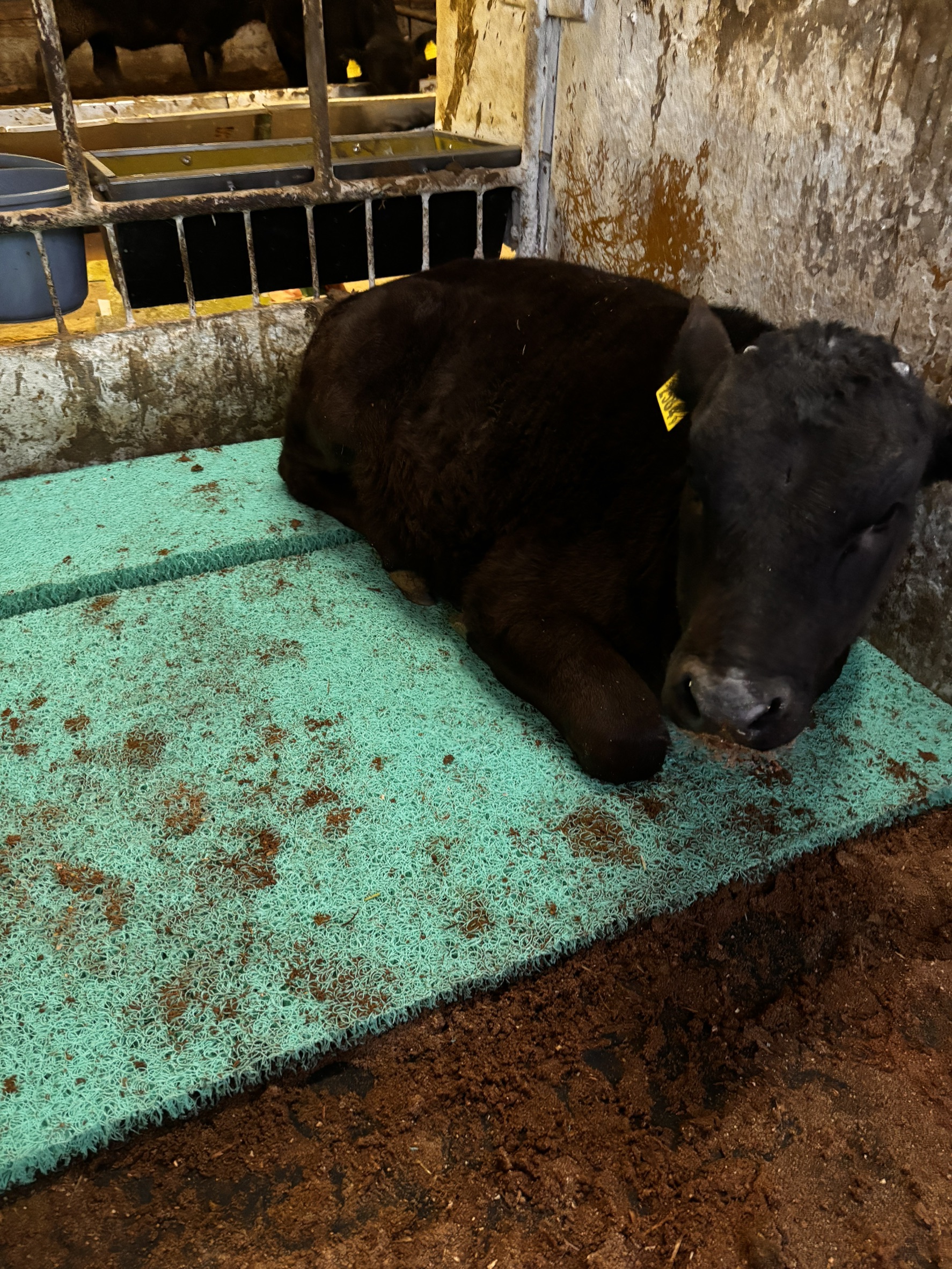 鳥取県　T牧場様